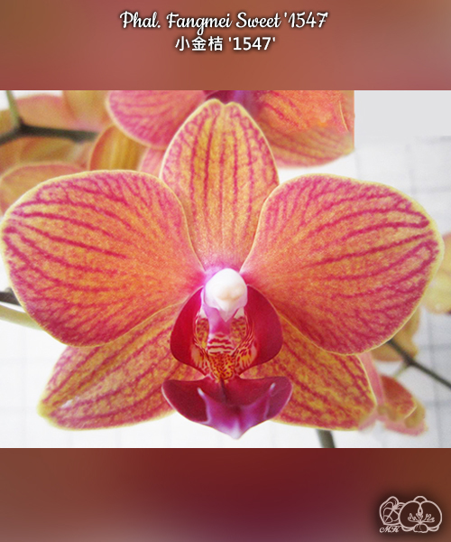美琪園藝Miki Orchid - 品種詳細頁